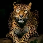 Serdar profil fotoğrafı