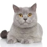 Tunahan profil fotoğrafı
