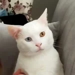 İsmail profil fotoğrafı