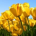 Yiğit profil fotoğrafı
