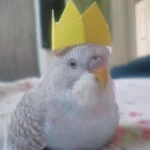Ertan profil fotoğrafı