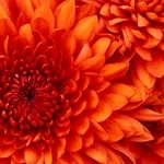 Emine profil fotoğrafı