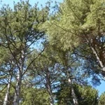 Sezgin profil fotoğrafı