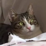 Nihan profil fotoğrafı