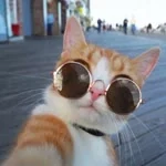 Erkut profil fotoğrafı