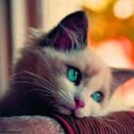 Xute profil fotoğrafı