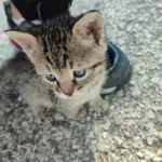 Mahmut profil fotoğrafı