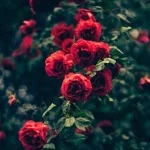 Merve profil fotoğrafı