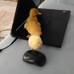 Mahide profil fotoğrafı