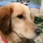 Çiğdem profil fotoğrafı
