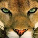 Şafak profil fotoğrafı