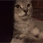 Merve profil fotoğrafı