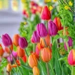 Pınar profil fotoğrafı