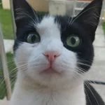 Demirkanat profil fotoğrafı